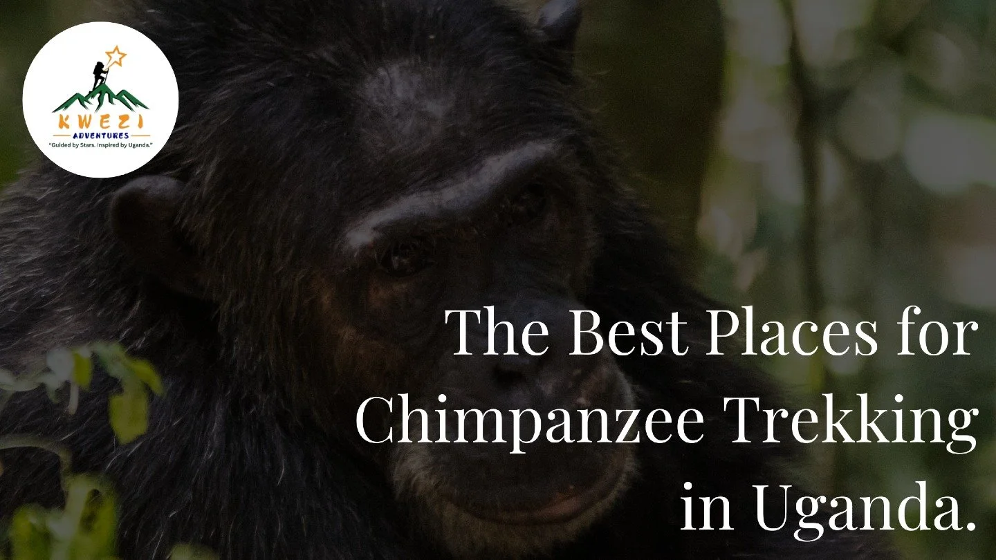 Ever wondered where the best places are to see chimpanzees in Uganda? 🐒

Beyond the iconic mountain gorillas, Uganda is a world-class destination for chimpanzee trekking. But with multiple locations offering different experiences from the dense fore