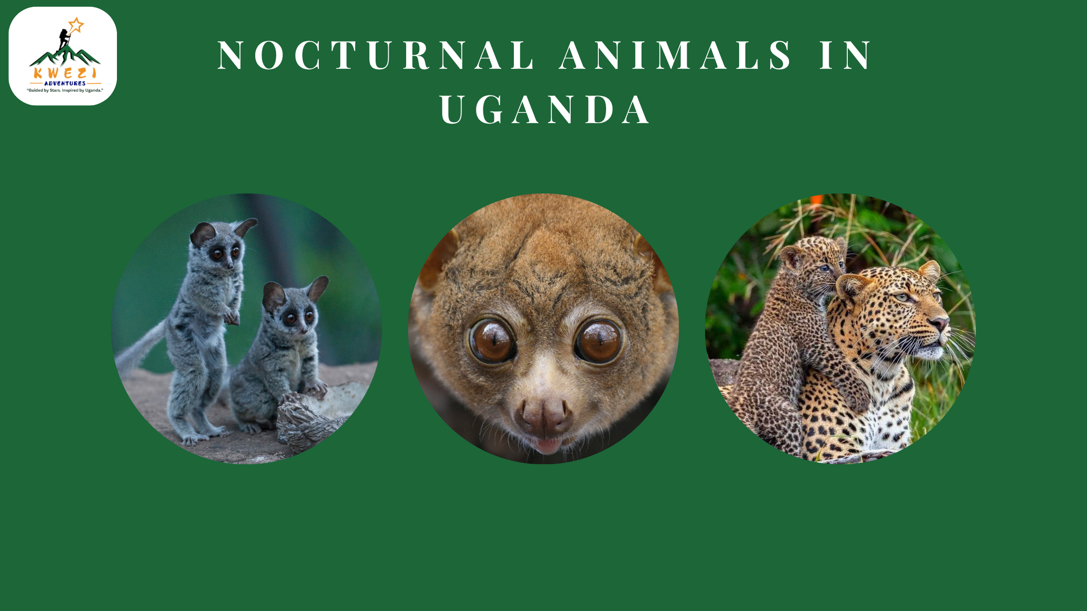 Nocturnal Animals in Uganda