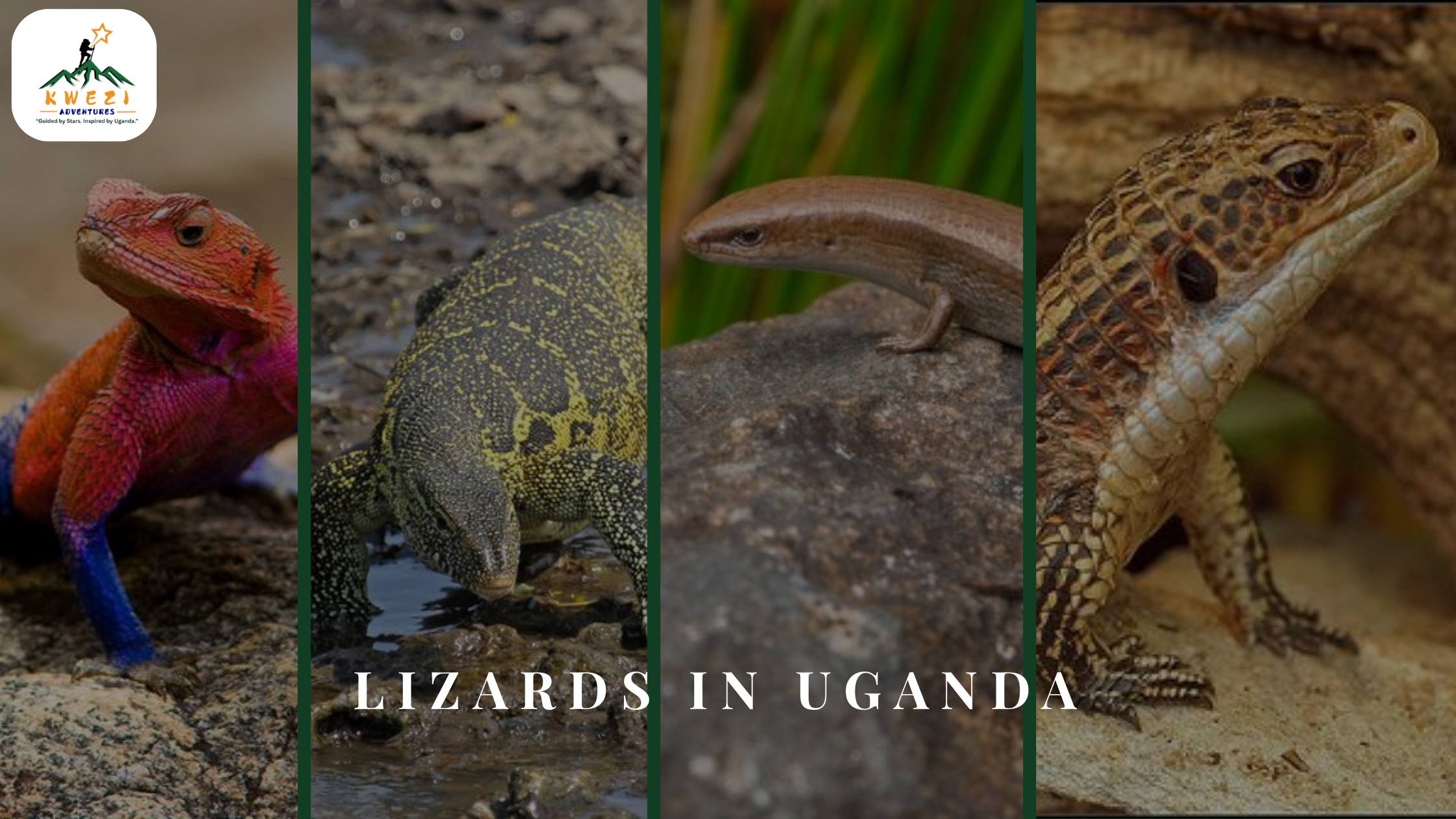 Lizards in Uganda