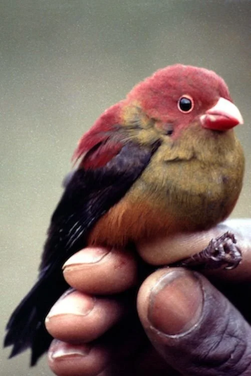 Uganda Birding Tours