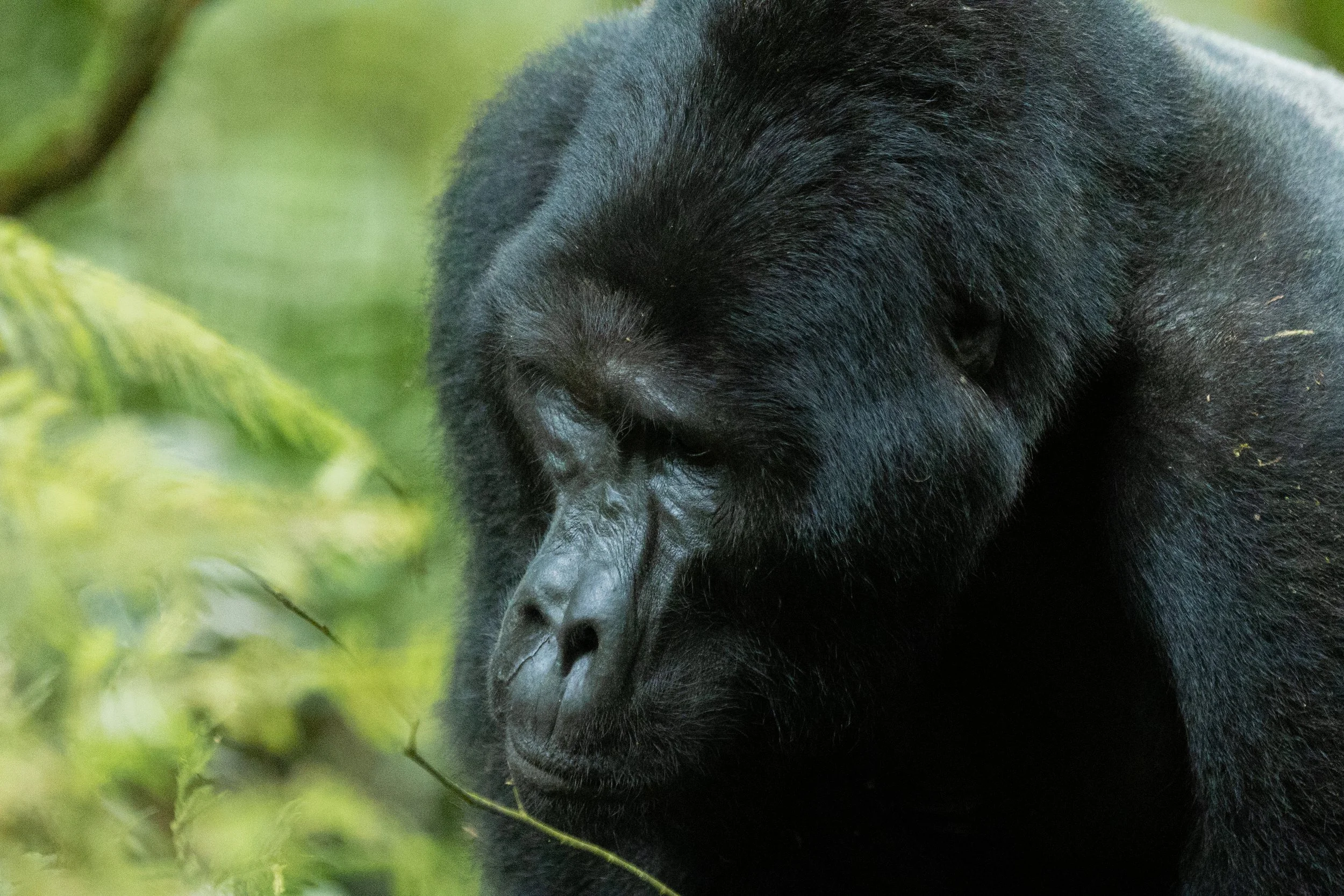 Mountain gorilla family in Bwindi Impenetrable National Park, Uganda – where permit fees fund conservation