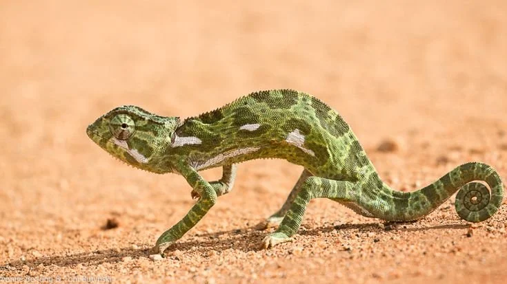 chameleons in Uganda