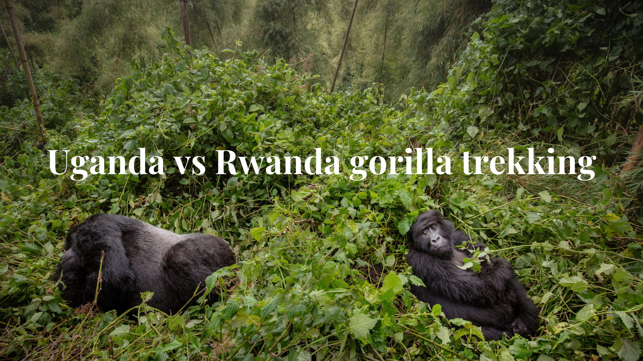Uganda vs Rwanda: Which Is Better for Gorilla Trekking?