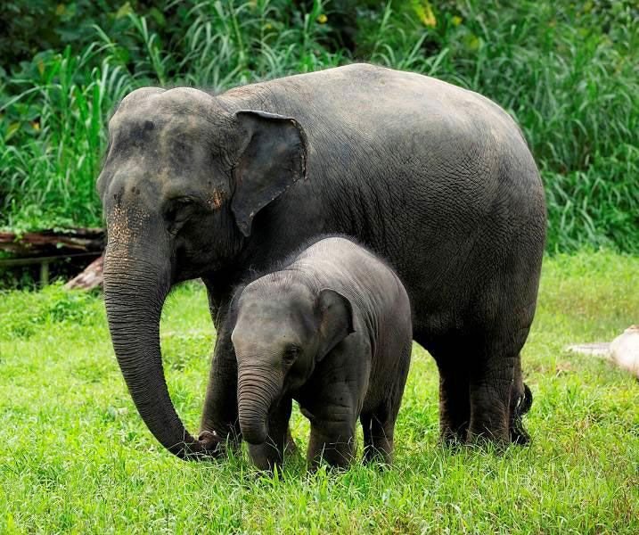 10 largest land animals in the world