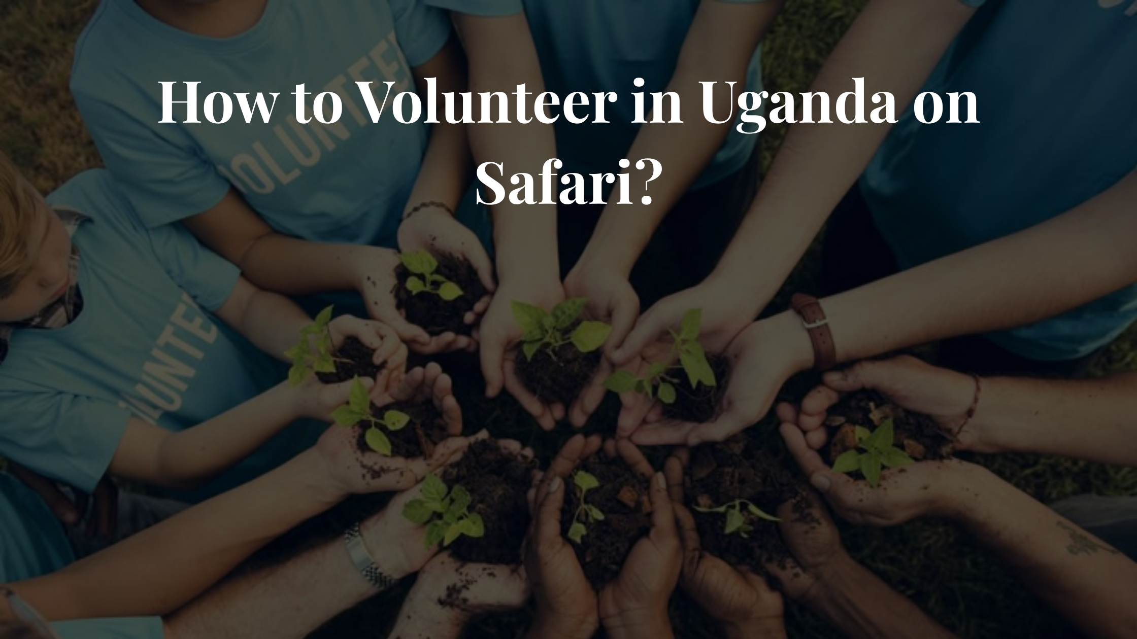 How to Volunteer in Uganda on Safari?