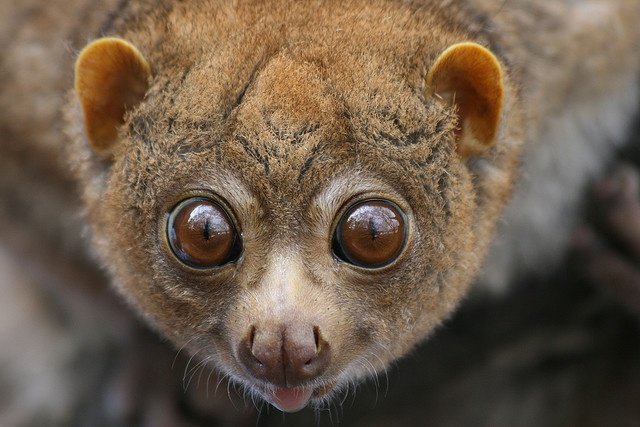 Nocturnal Primates Uganda