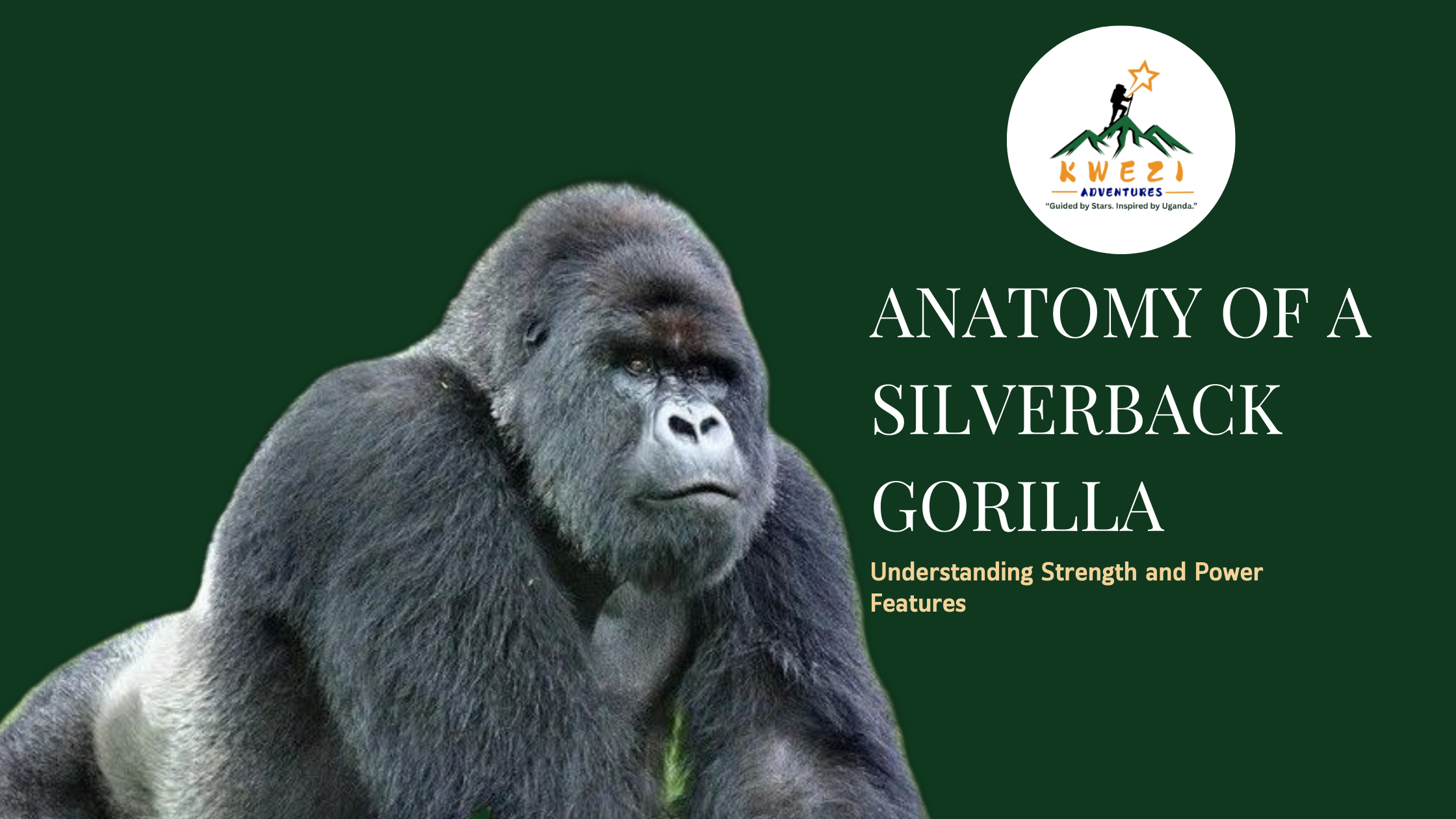 Anatomy of a Silverback Gorilla: Understanding Strength and Power Features