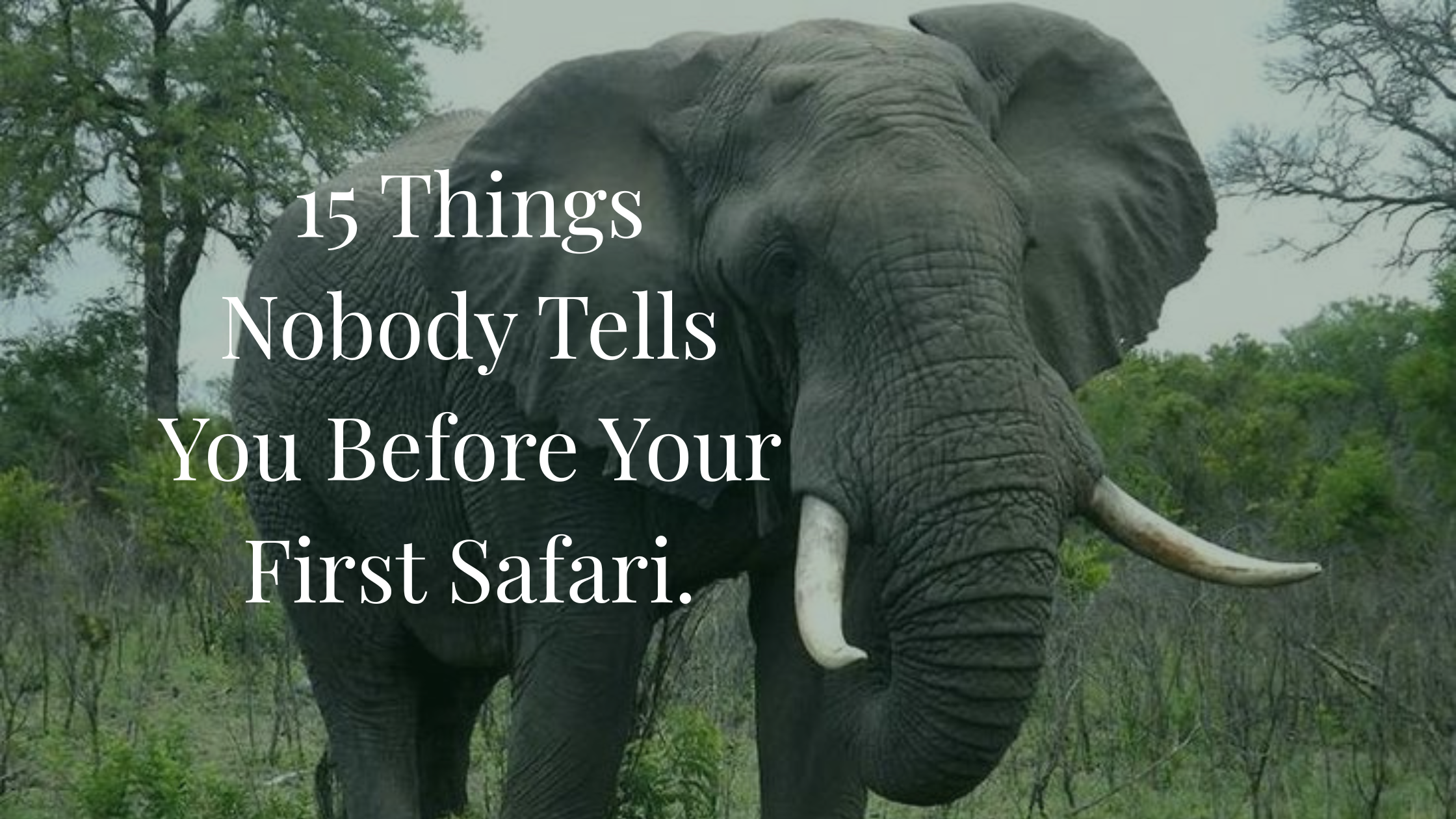 15 Things Nobody Tells You Before Your First Safari