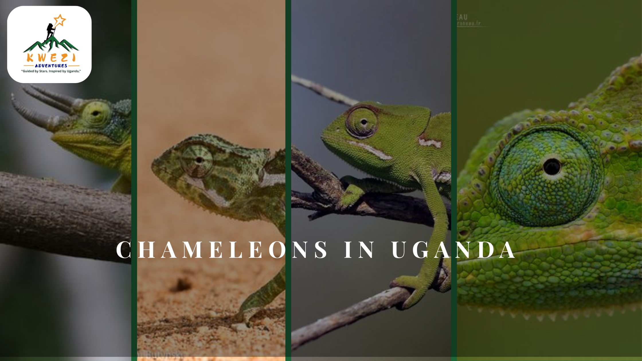 chameleons in Uganda