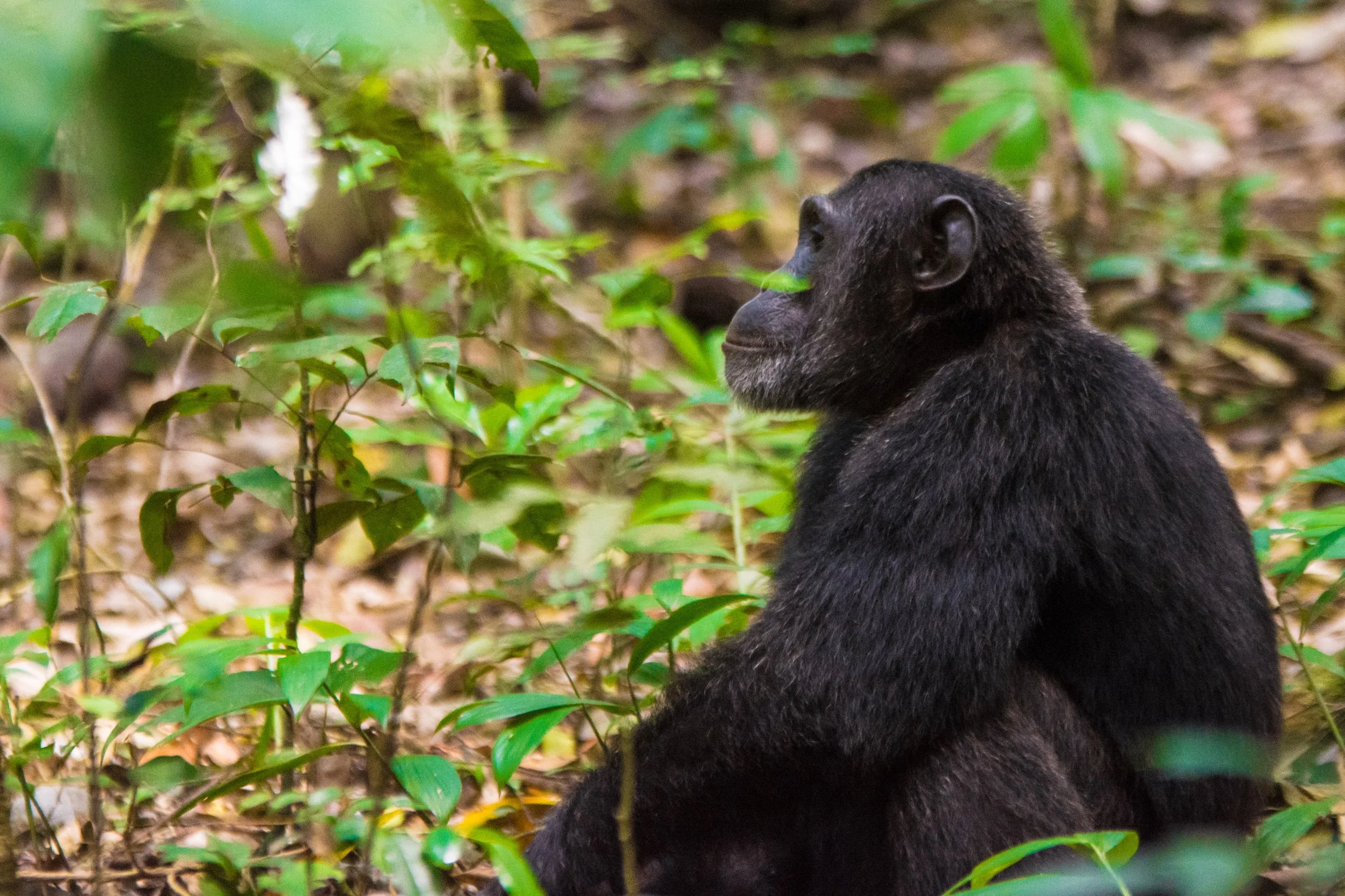 Uganda wildlife guide