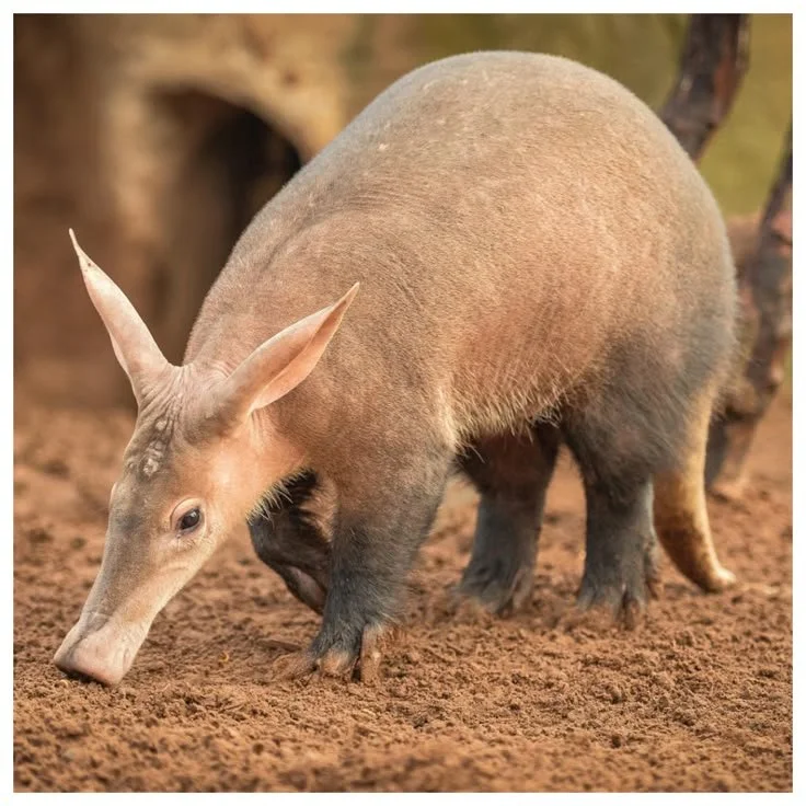 The Shy 5 Animals in Uganda