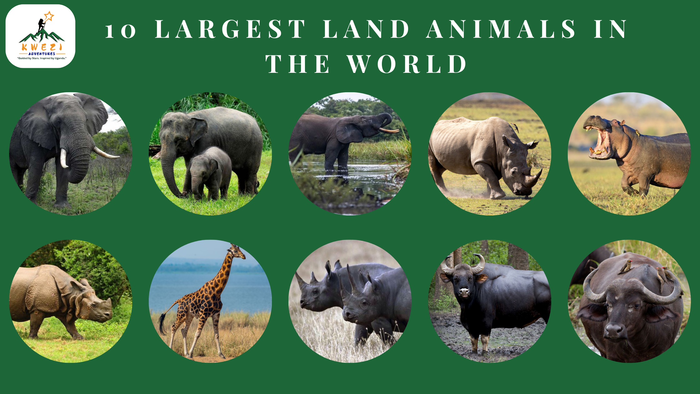 10 Largest Land Animals in the World: Giants of the Wild