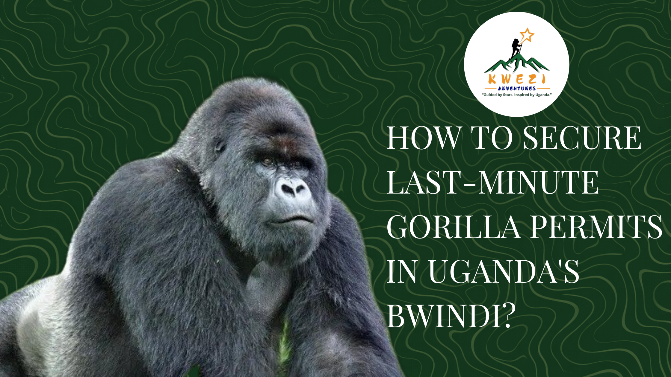 How to Secure Last-Minute Gorilla Permits in Uganda's Bwindi?