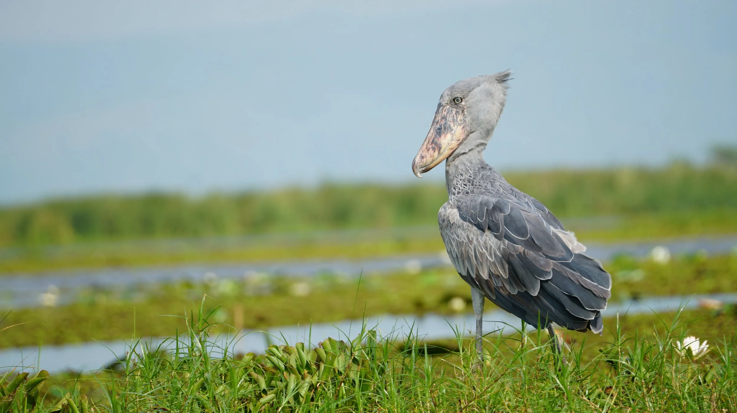 Uganda Birding Tours