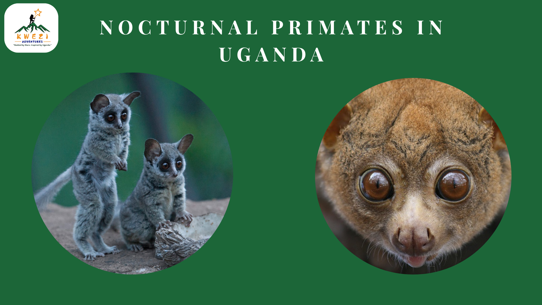 Nocturnal Primates in Uganda