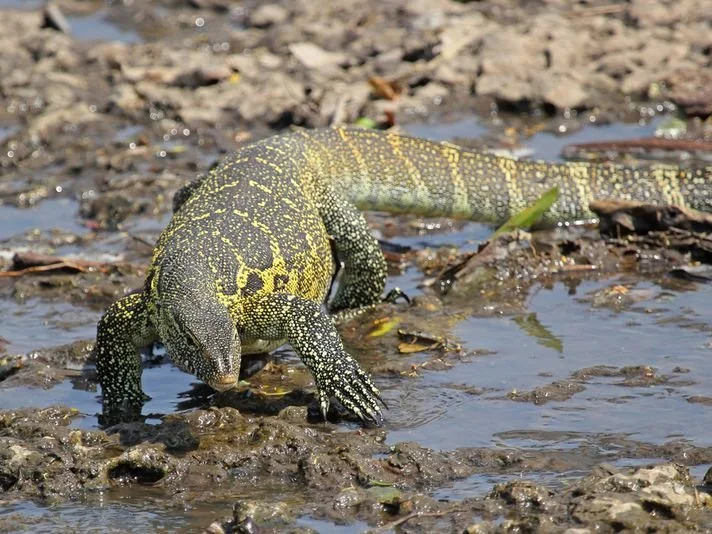 lizards in Uganda