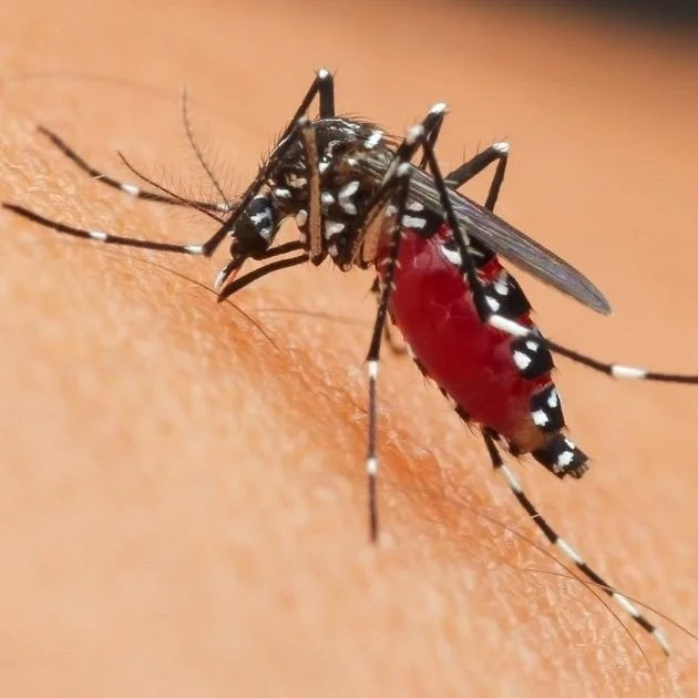 dangerous insects in Uganda