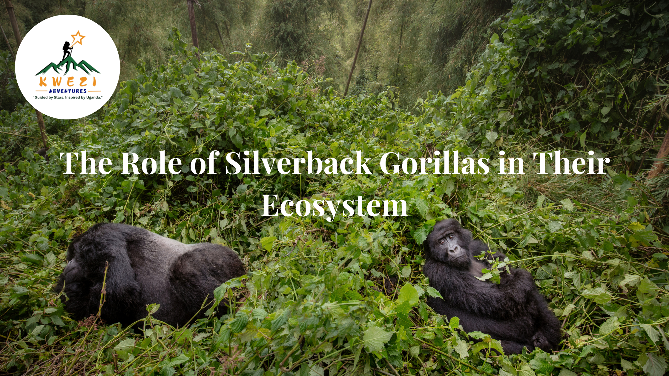 The Role of Silverback Gorillas in Their Ecosystem: How silverbacks contribute to forest health and biodiversity.