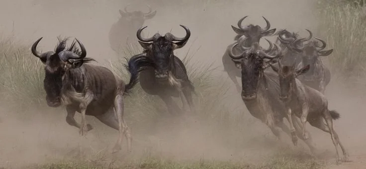 National Parks in Kenya