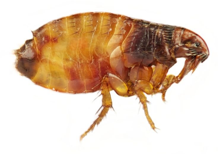 dangerous insects in Uganda