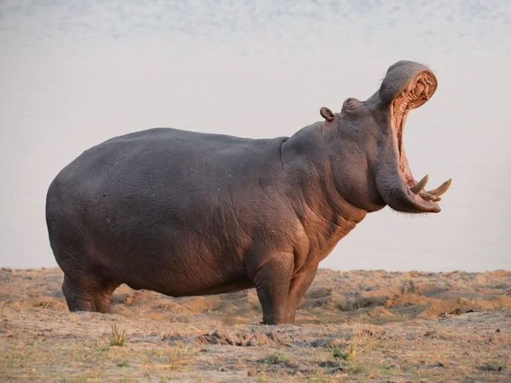 Kenya Safari Packages