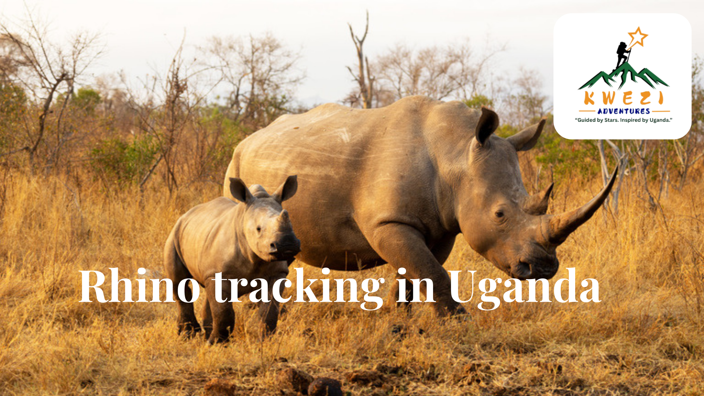 Rhino Tacking in Uganda: A Day at Ziwa Rhino Sanctuary