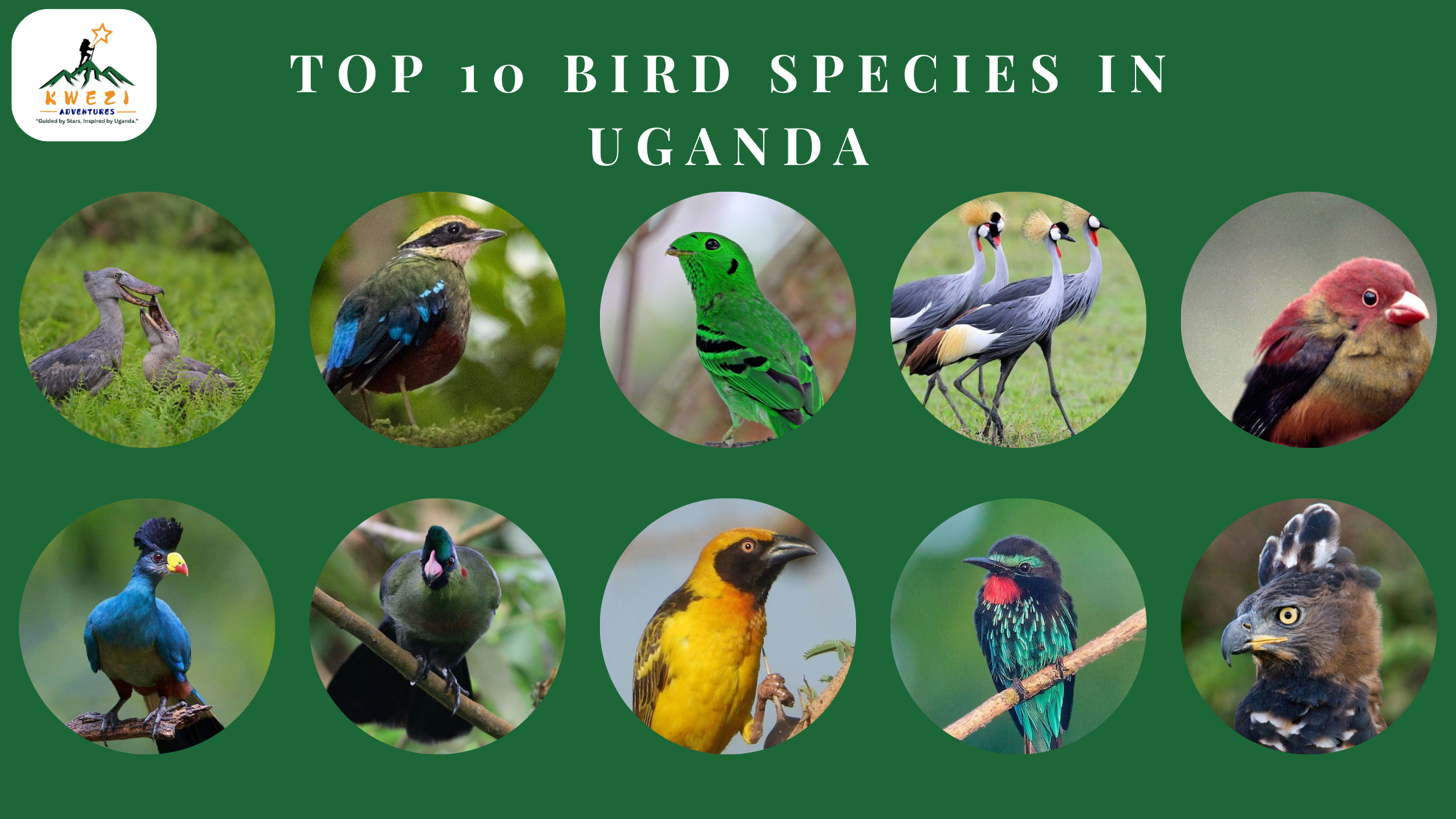 Uganda Birding Tours