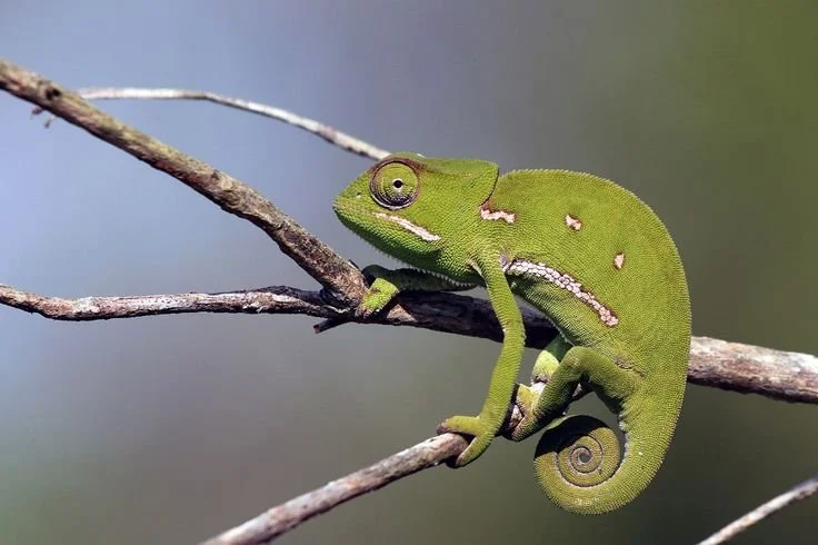 chameleons in Uganda