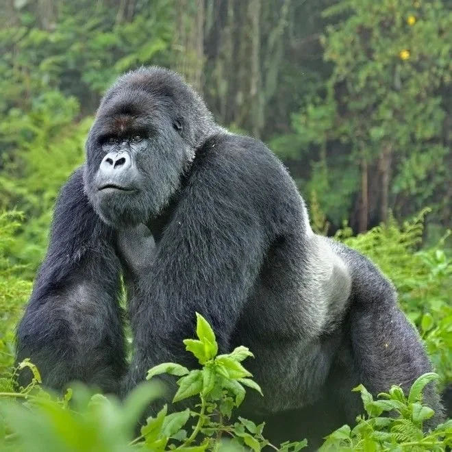 Anatomy of a Silverback Gorilla