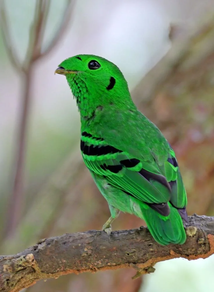 Uganda Birding Tours