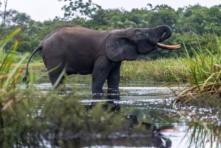 10 largest land animals in the world