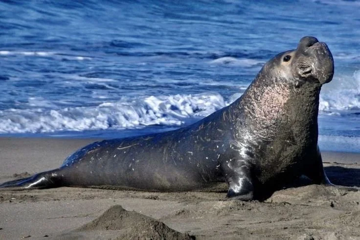 10 largest animals in the world