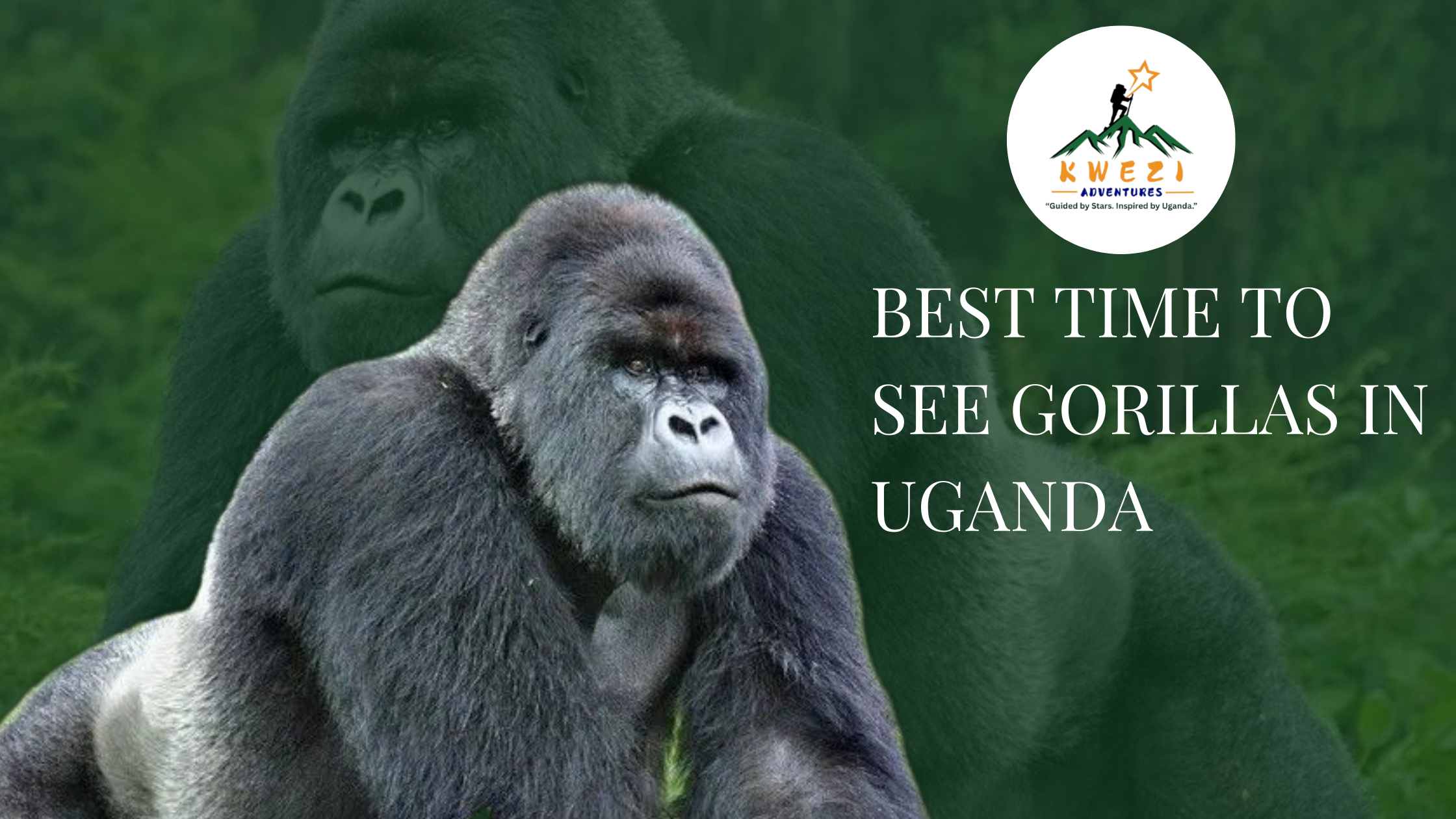 Best Time to See Gorillas in Uganda