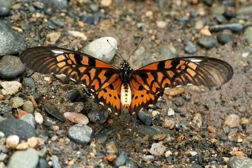 affordable butterfly tour packages Uganda