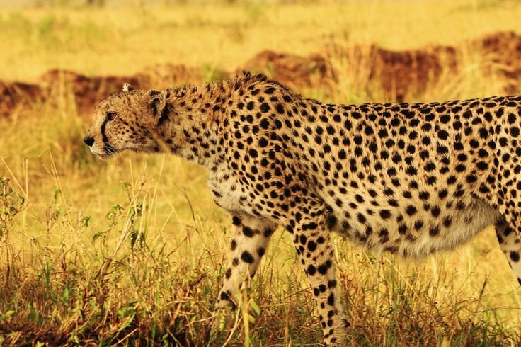 Pregnant Safari in East Africa