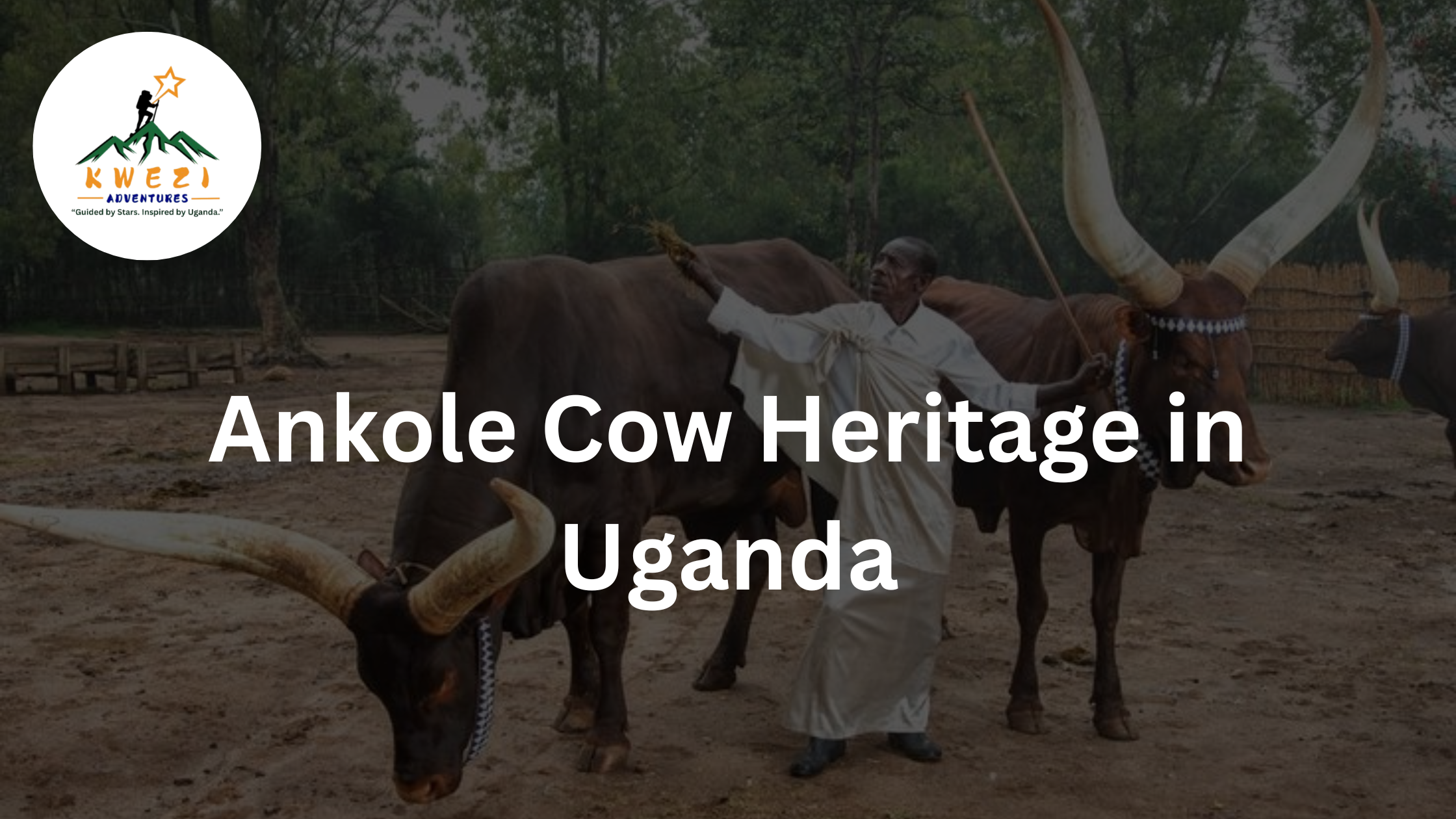 Ankole Cow Heritage in Uganda: Guardians of Culture and History