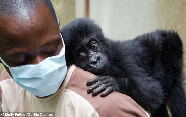Where Your Gorilla Permit Fee Goes