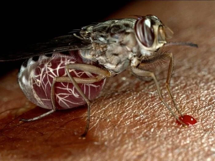 Dangerous Insects in Uganda