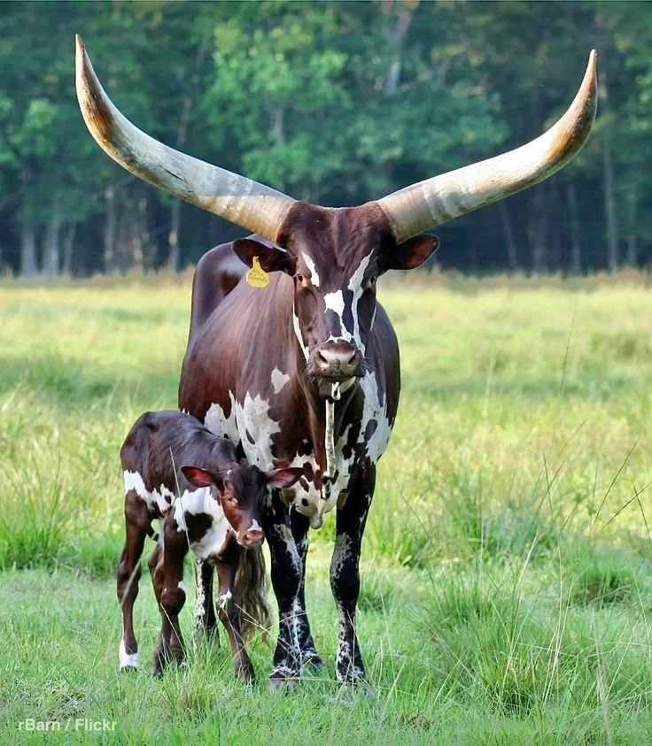 Private Luxury Cultural Tours Uganda