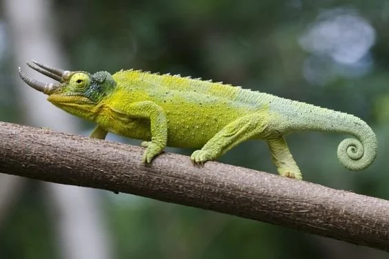 chameleons in Uganda