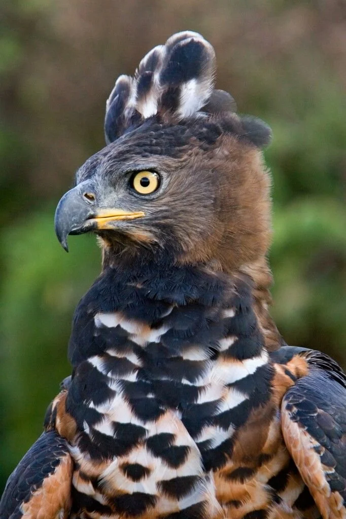 Uganda Birding Tours