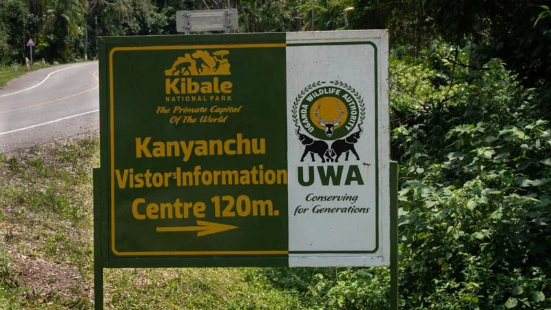 chimpanzee trekking in Uganda