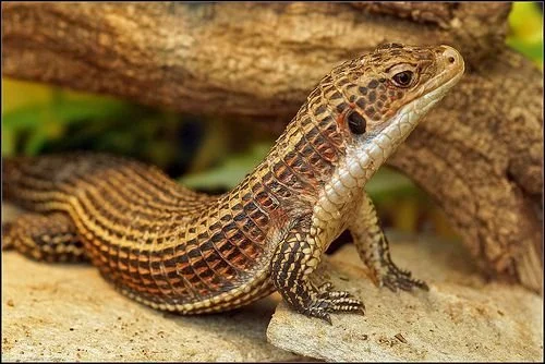 lizards in Uganda