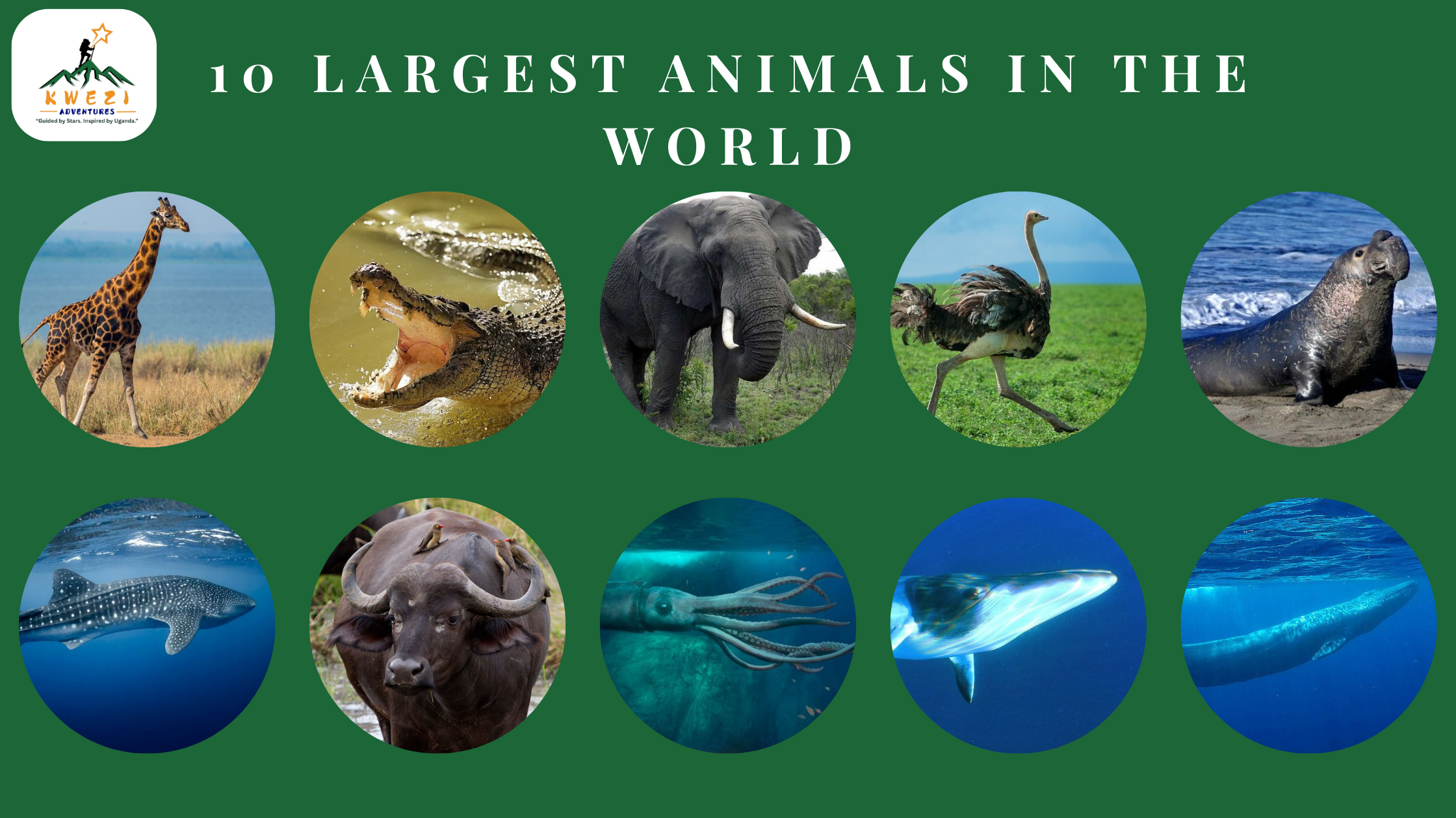 10 Largest Animals in the World: Giants of the Land and Sea
