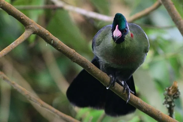 Uganda Birding Tours