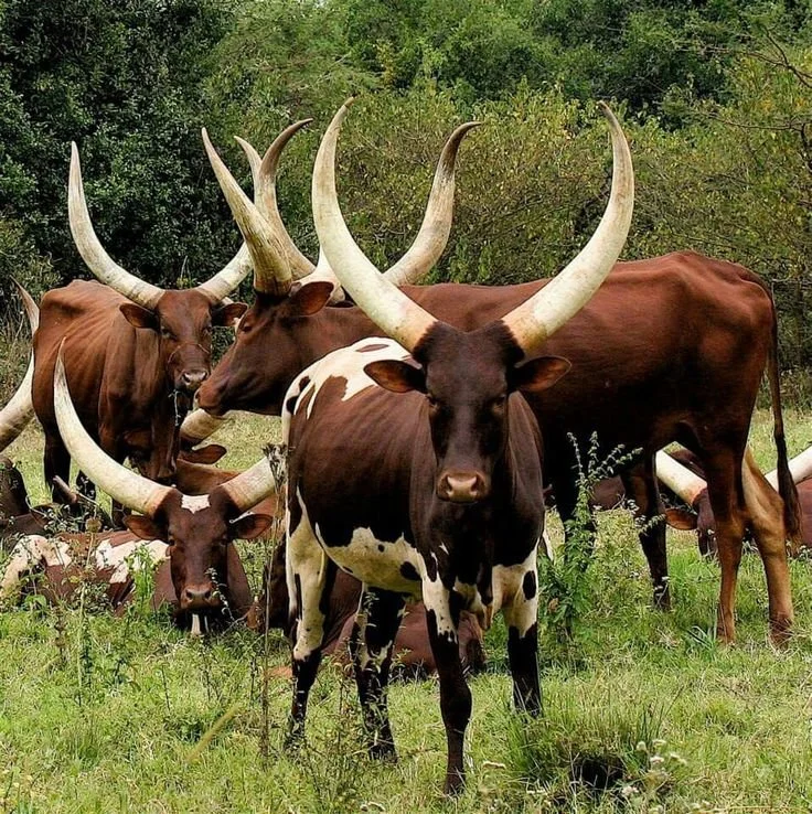 Private Cultural Experiences in Uganda