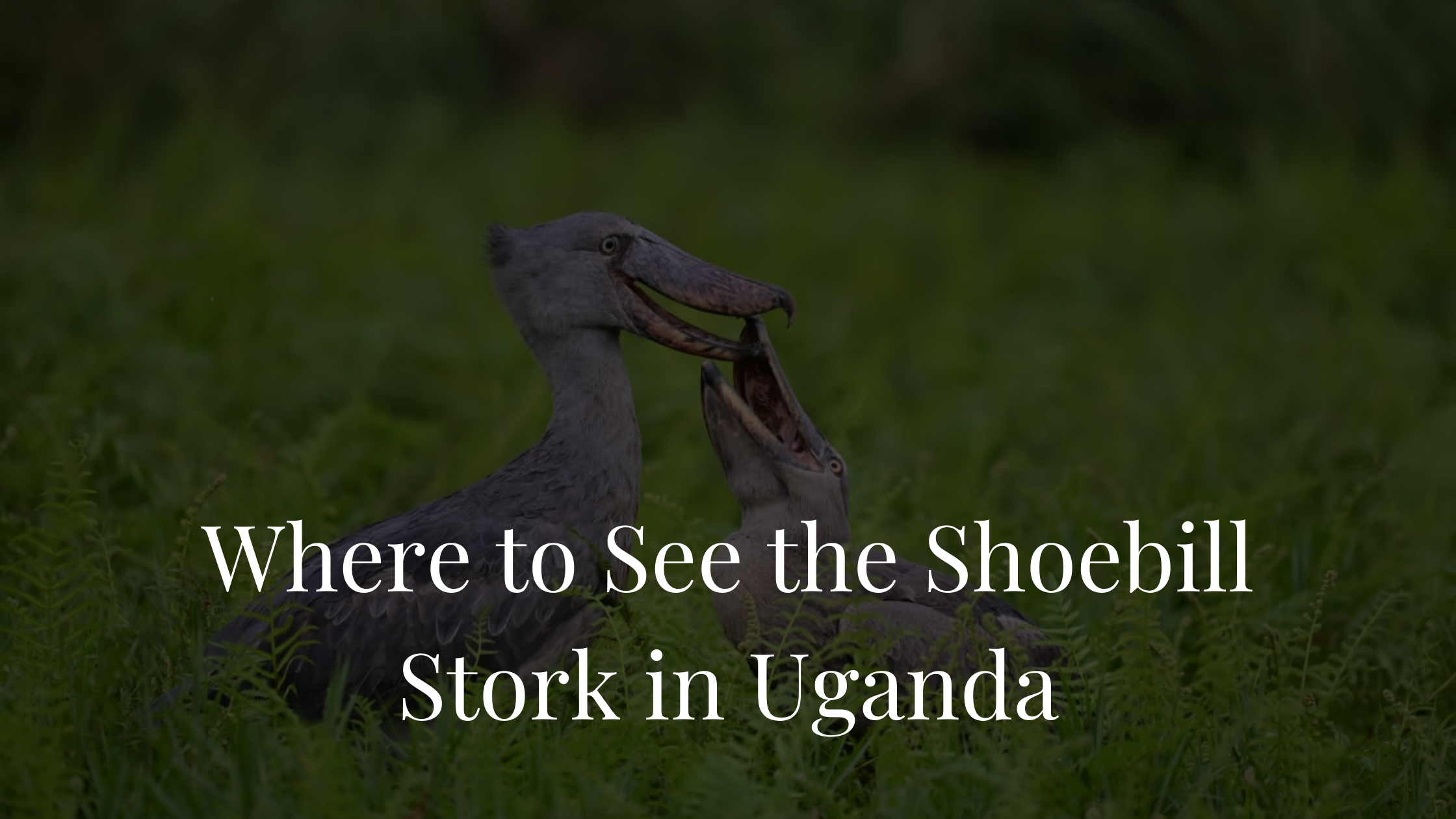 Where to See the Shoebill Stork in Uganda