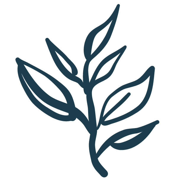 Line drawing of a leafy plant with multiple elongated leaves branching from a central stem, in dark blue on a black background.