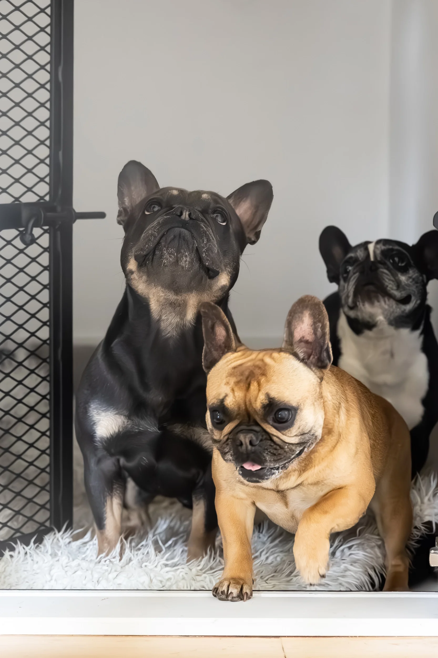 Red Barn Architecture-Aesthetic Edit-Dogs-1.webp