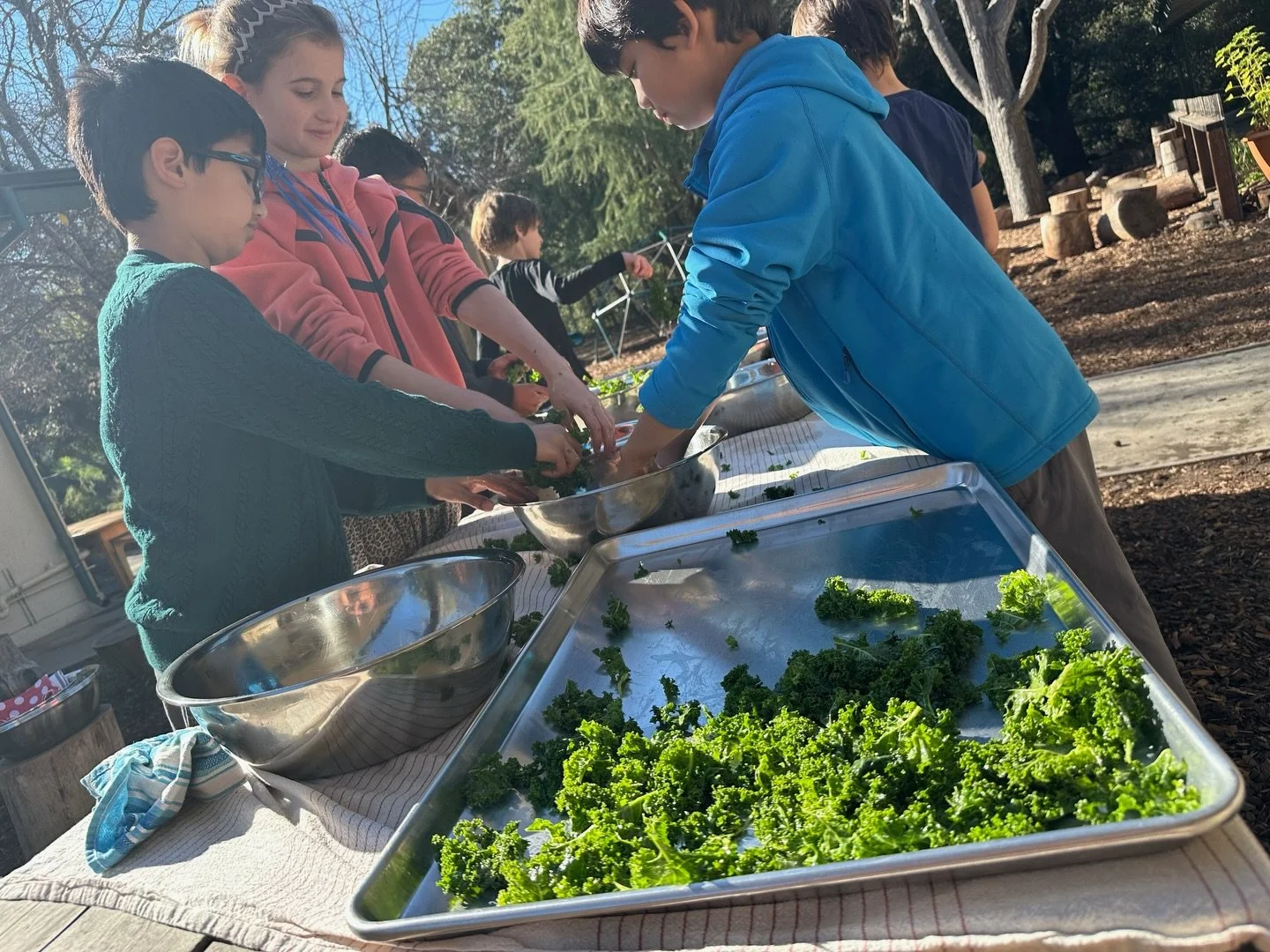 Grade 3 put their gardening skills to delicious use last week, turning curly kale into crispy kale chips. 🌿

Students rinsed, dried, de-ribbed, massaged the leaves with olive oil, added a touch of salt, and roasted them to perfection.

In our Grades
